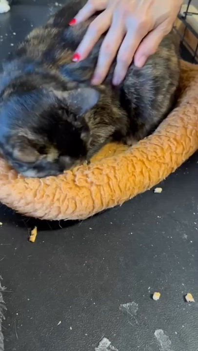 Enlarge Caty & Simba, a ADOPTABLE mixed breed in Hopkinton, MA video 3/3