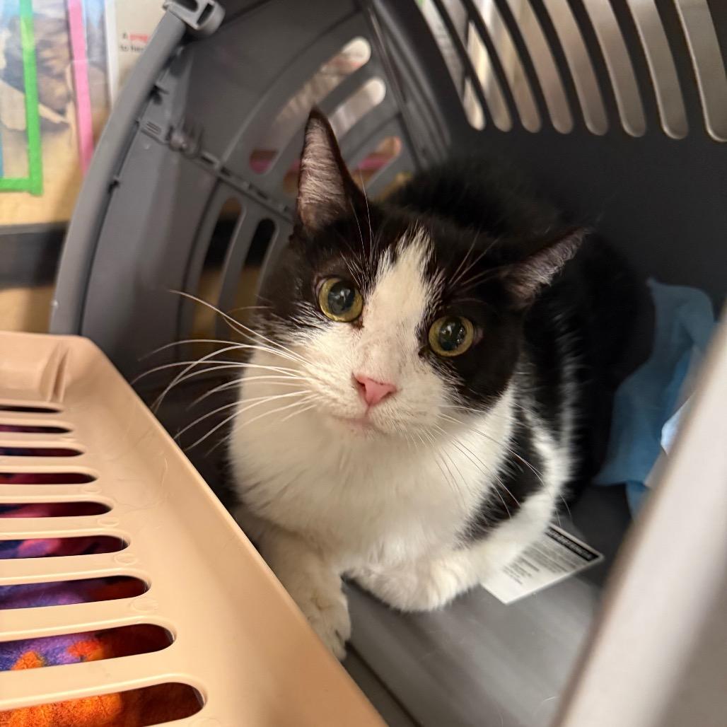 Oreo, Adoptable, Adult Female Domestic Short Hair.