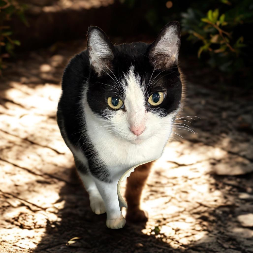 Enlarge Oreo, a Adoptable Domestic Short Hair in Kansas City, MO image 2/2