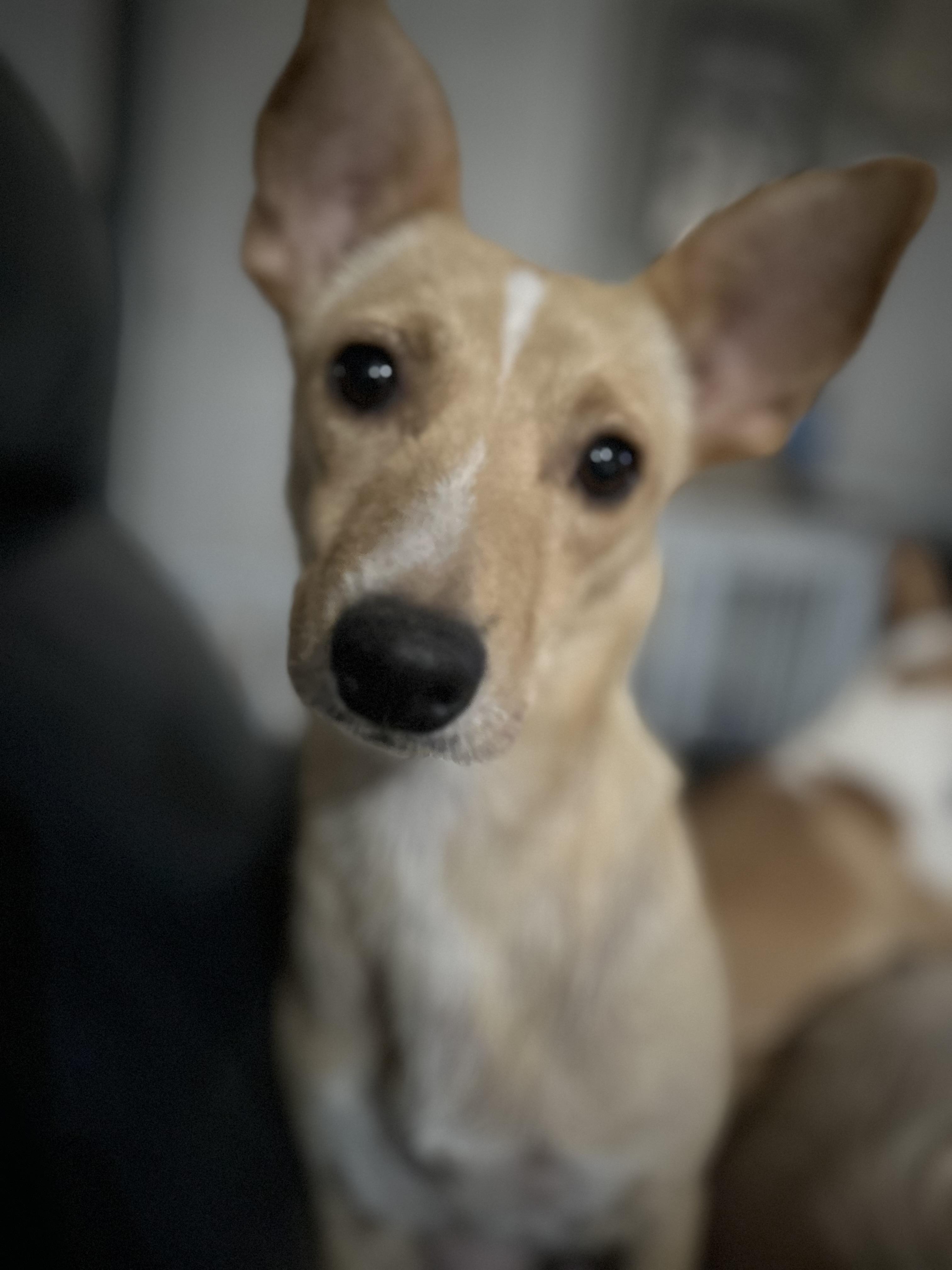 Windy, Adoptable, Young Female Chihuahua & Mixed Breed.