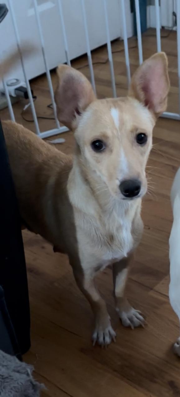 Enlarge Windy, a Adoptable mixed breed in Windsor, CO image 2/6