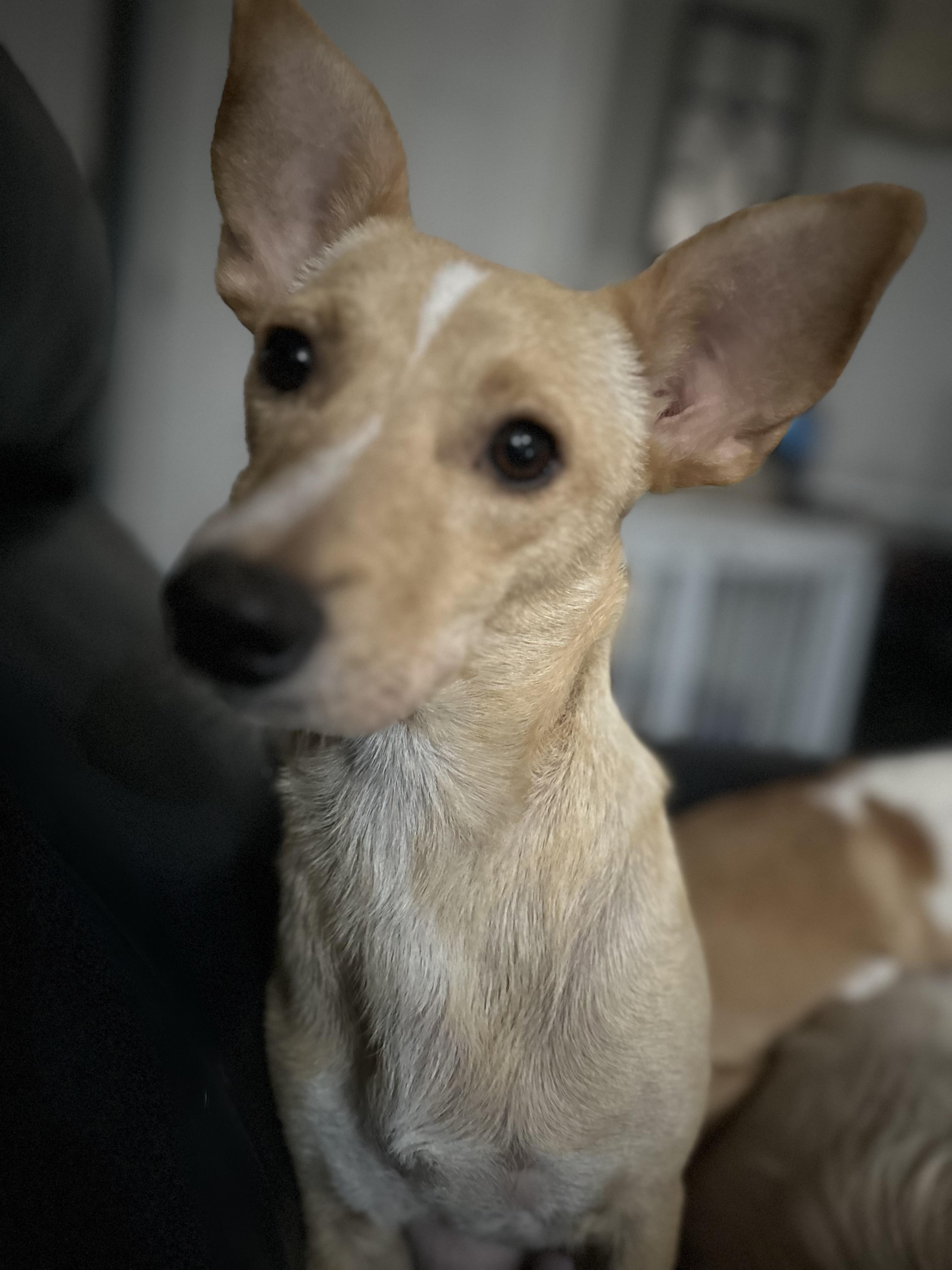 Enlarge Windy, a Adoptable mixed breed in Windsor, CO image 3/6