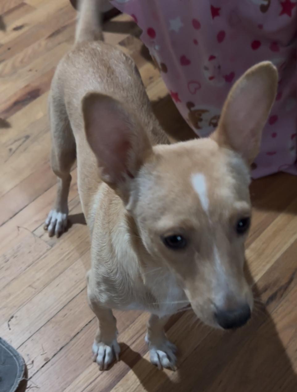 Enlarge Windy, a Adoptable mixed breed in Windsor, CO image 4/6