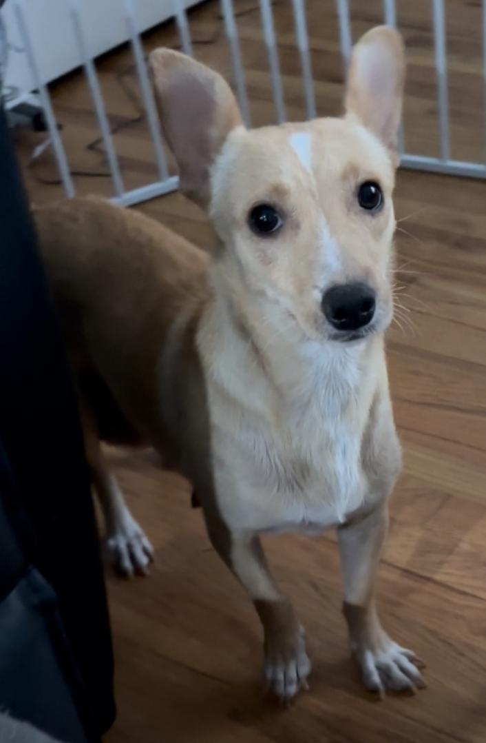 Enlarge Windy, a Adoptable mixed breed in Windsor, CO image 5/6