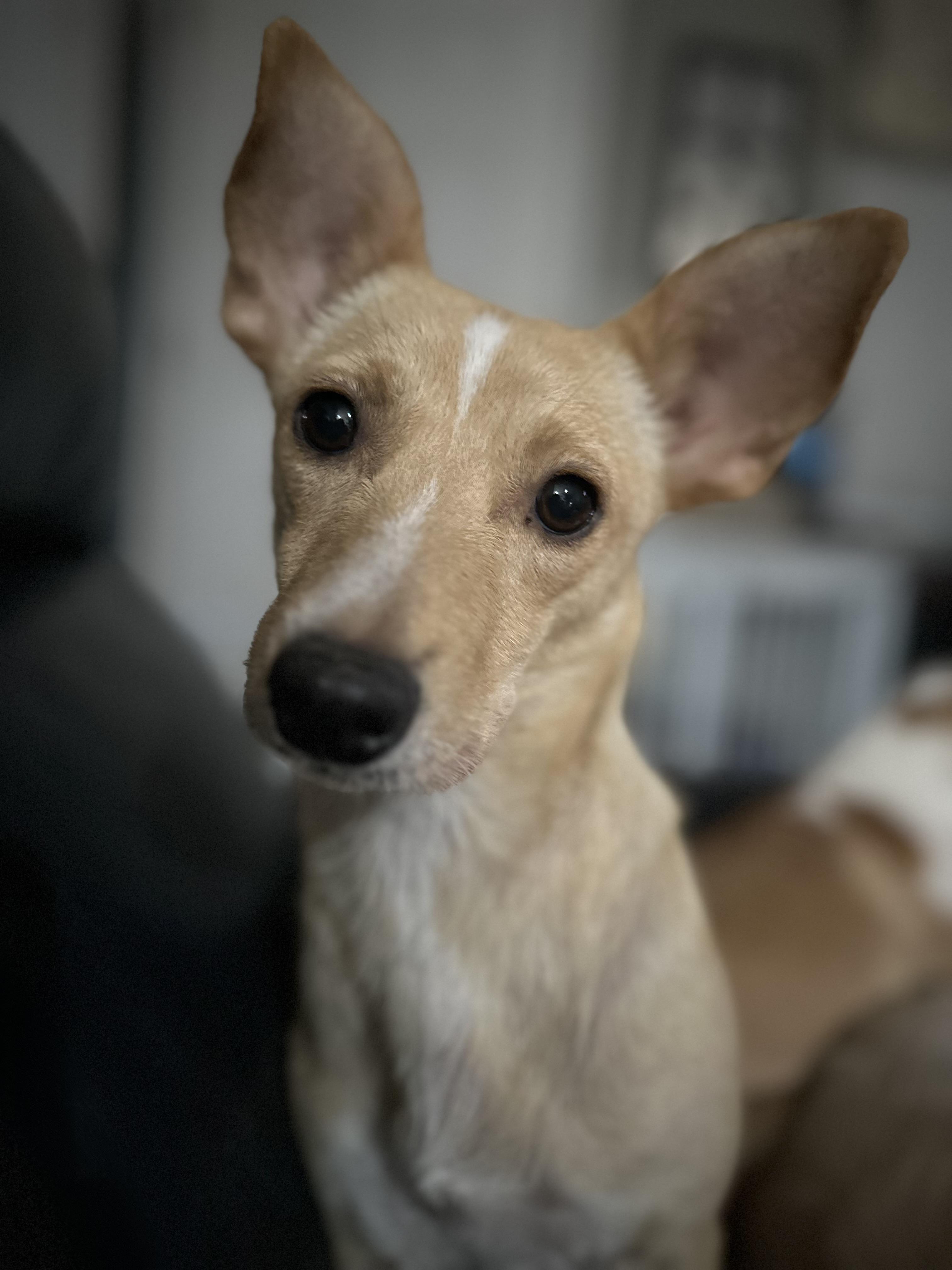 Enlarge Windy, a Adoptable mixed breed in Windsor, CO image 6/6