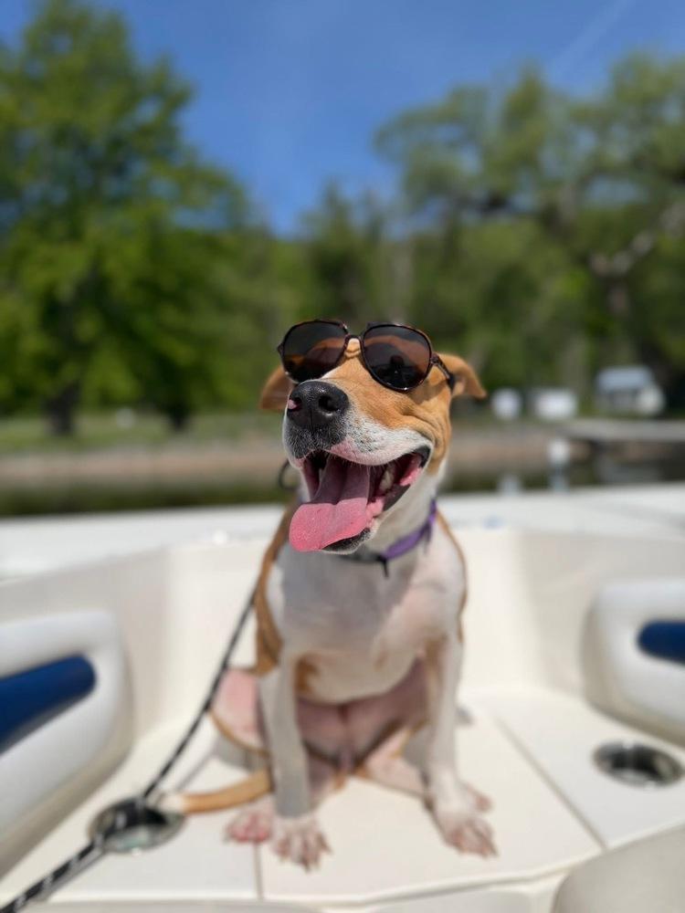 Watson, Adoptable, Young Female Pit Bull Terrier.