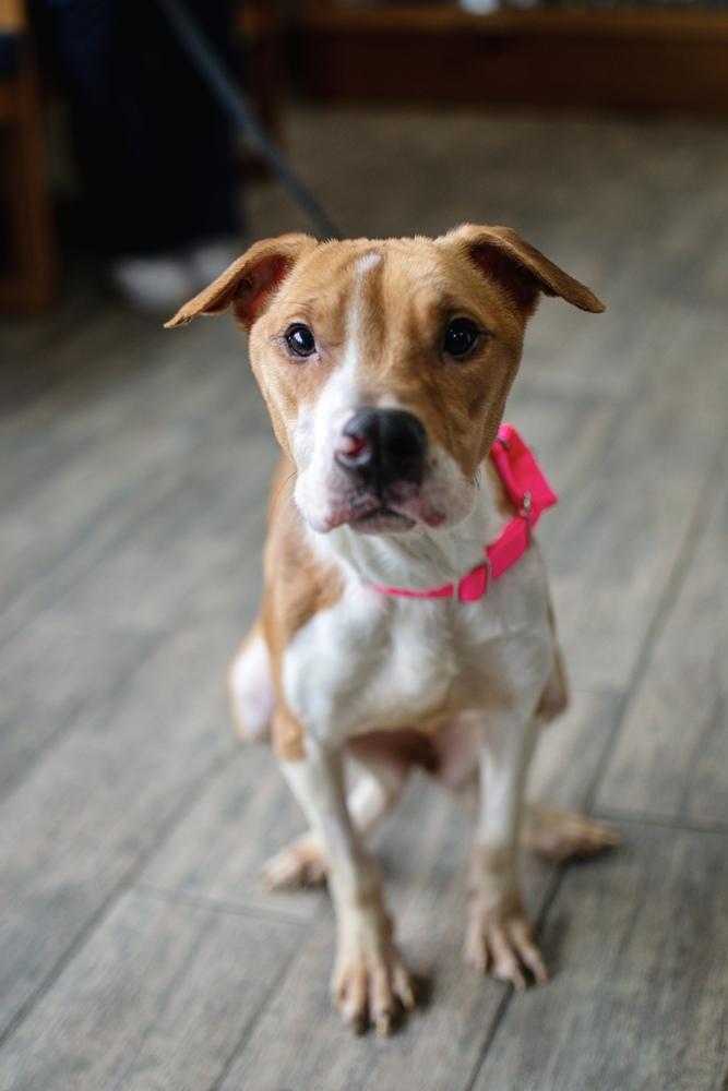 Watson, Adoptable, Young Female Pit Bull Terrier.