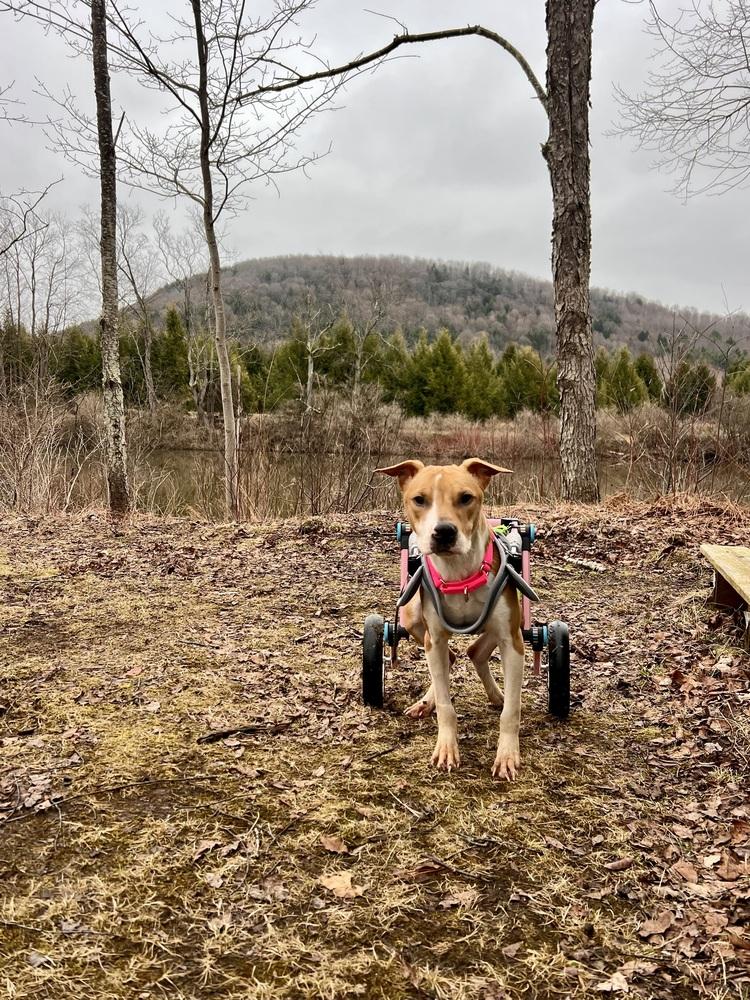 Enlarge Watson, a Adoptable mixed breed in Frankfort, NY image 2/2