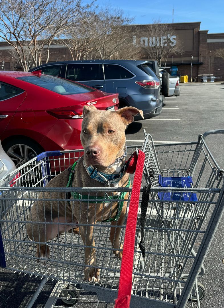 Enlarge Kinder, a Adoptable mixed breed in East Point, GA image 10/11