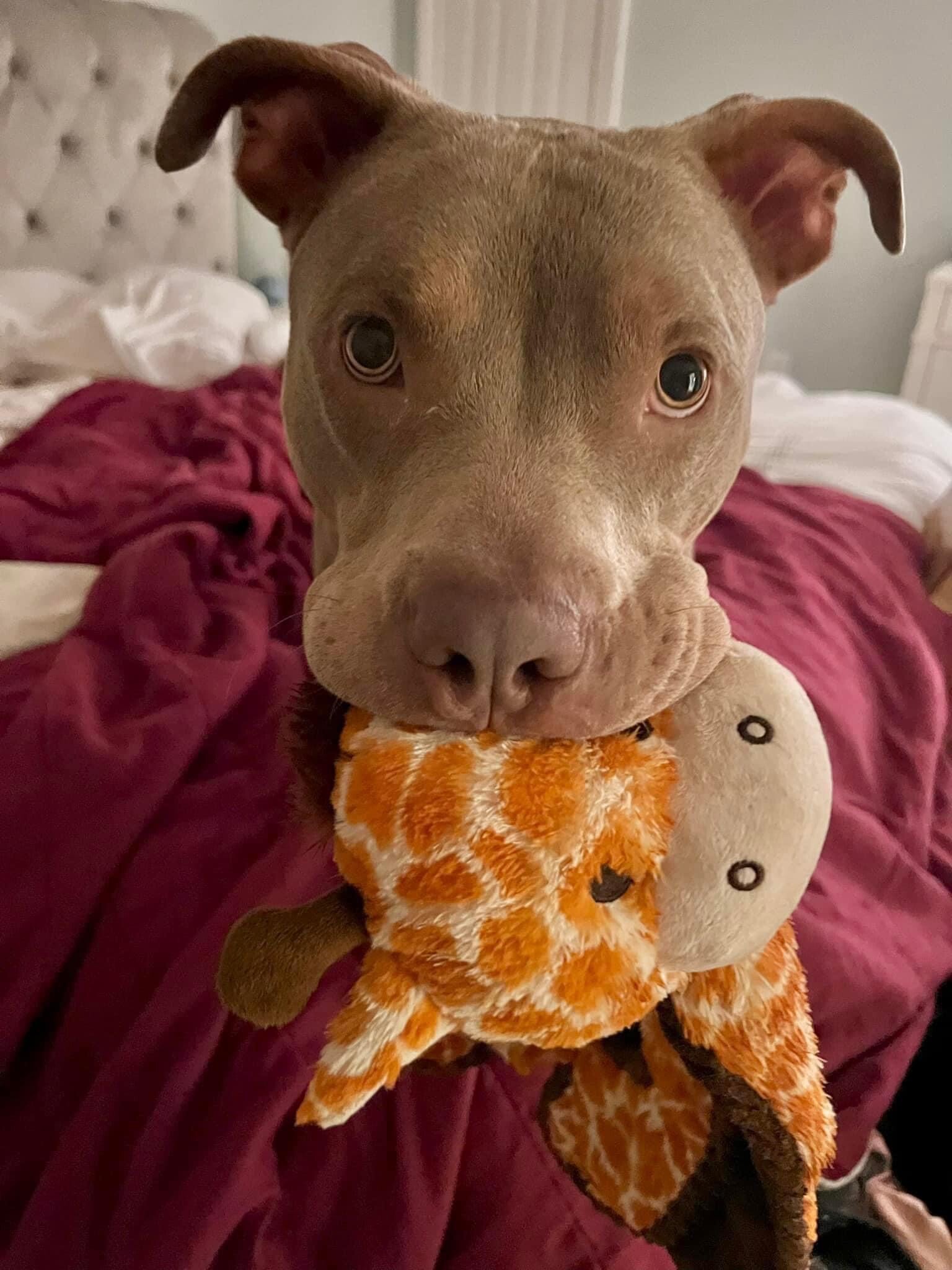 Enlarge Kinder, a Adoptable mixed breed in East Point, GA image 7/11