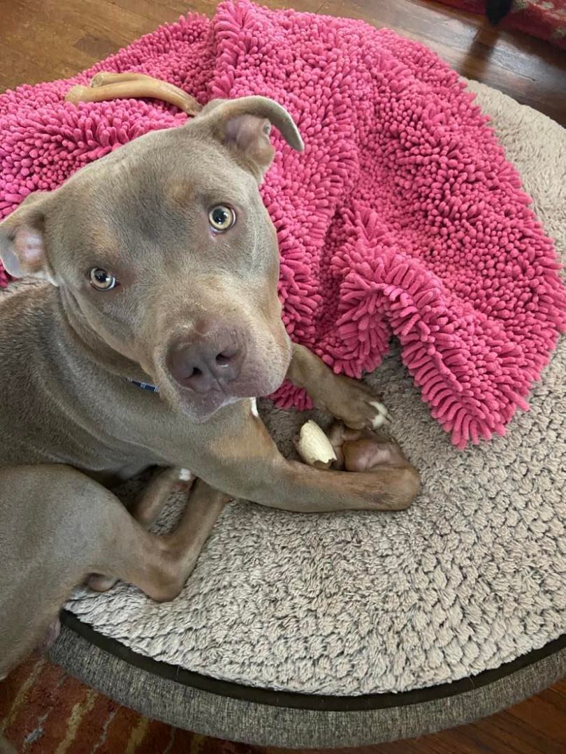 Enlarge Kinder, a Adoptable mixed breed in East Point, GA image 8/11