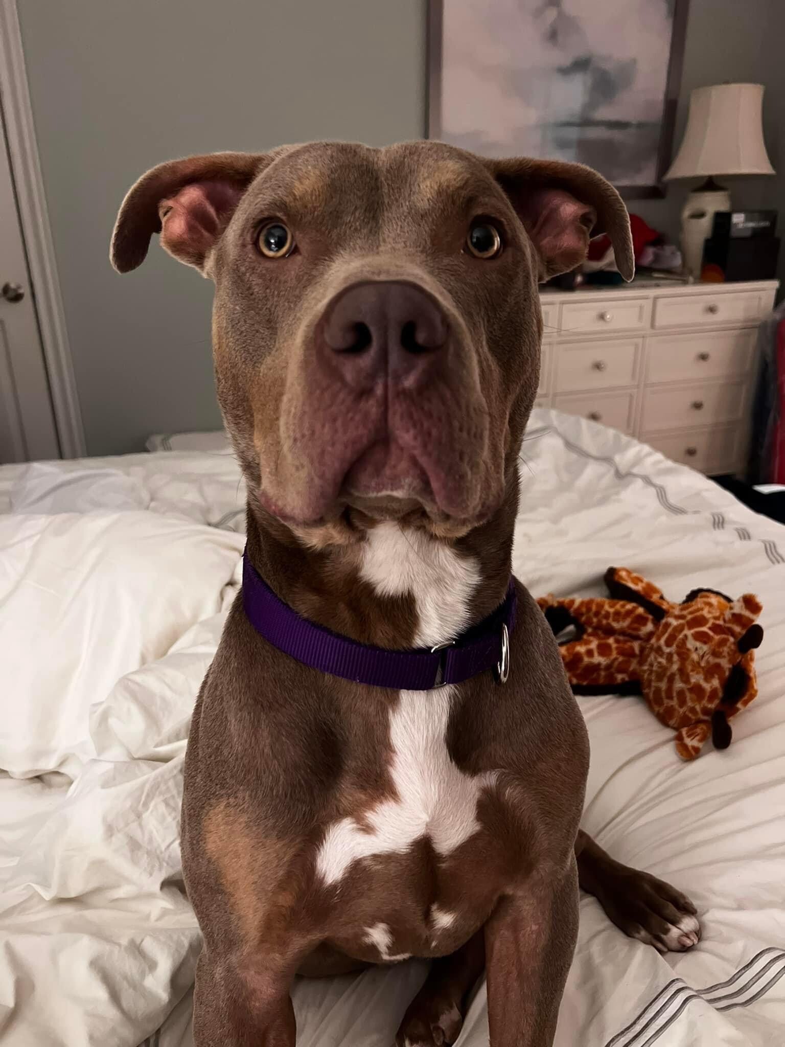 Enlarge Kinder, a Adoptable mixed breed in East Point, GA image 11/11