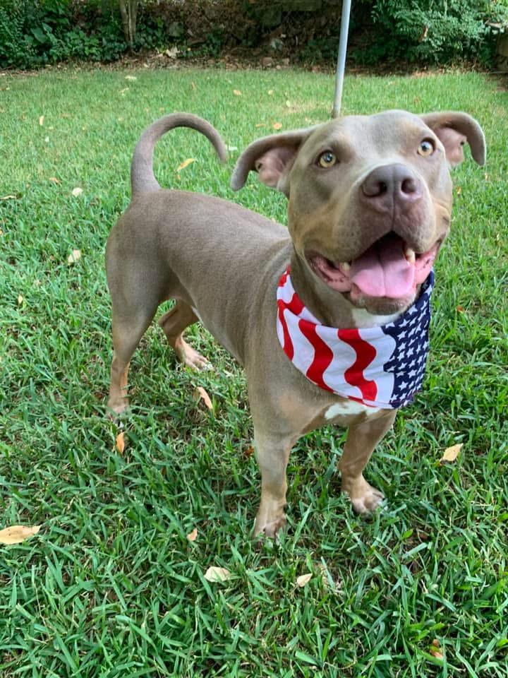 Kinder, Adoptable, Adult Male Pit Bull Terrier & Mixed Breed.