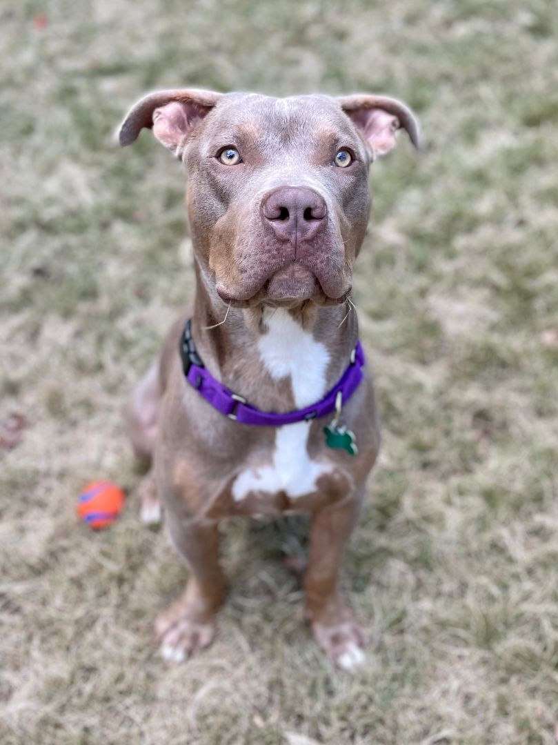 Kinder, a Adoptable mixed breed in East Point, GA image 1/11