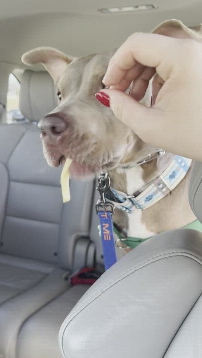 Enlarge Kinder, a Adoptable mixed breed in East Point, GA video 9/11