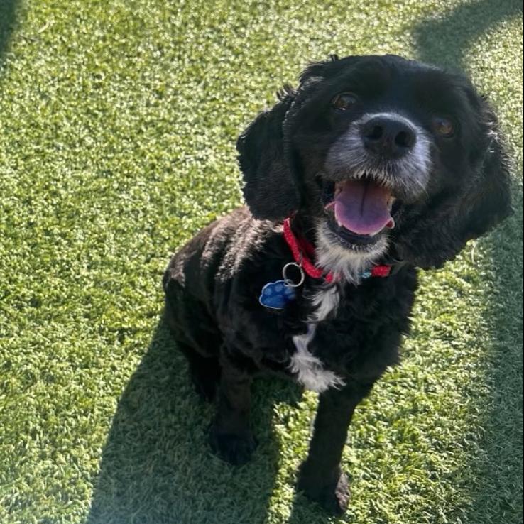 Cinder, Adoptable, Senior Female Cocker Spaniel.
