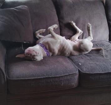 Enlarge Princess Fiona, a Adoptable mixed breed in Oswego, IL image 3/5