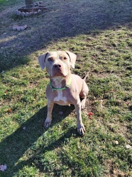 Princess Fiona, Adoptable, Adult Female Pit Bull Terrier.
