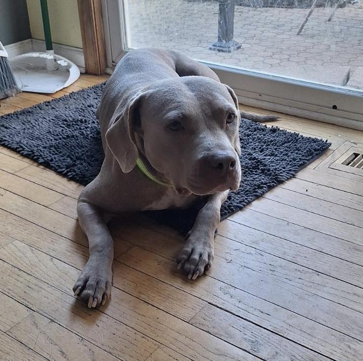 Enlarge Princess Fiona, a Adoptable mixed breed in Oswego, IL image 2/5