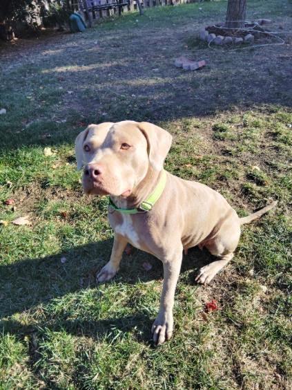 Enlarge Princess Fiona, a Adoptable mixed breed in Oswego, IL image 5/5