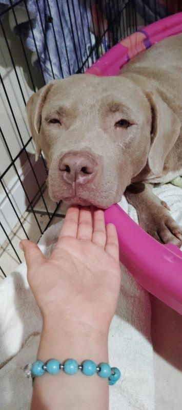 Enlarge Princess Fiona, a Adoptable mixed breed in Oswego, IL image 4/5