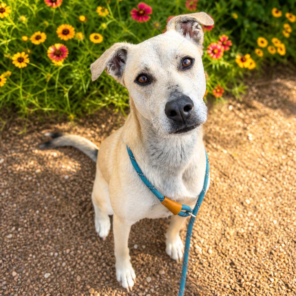 Tinker, Adoptable, Adult Female Black Mouth Cur & Mixed Breed.