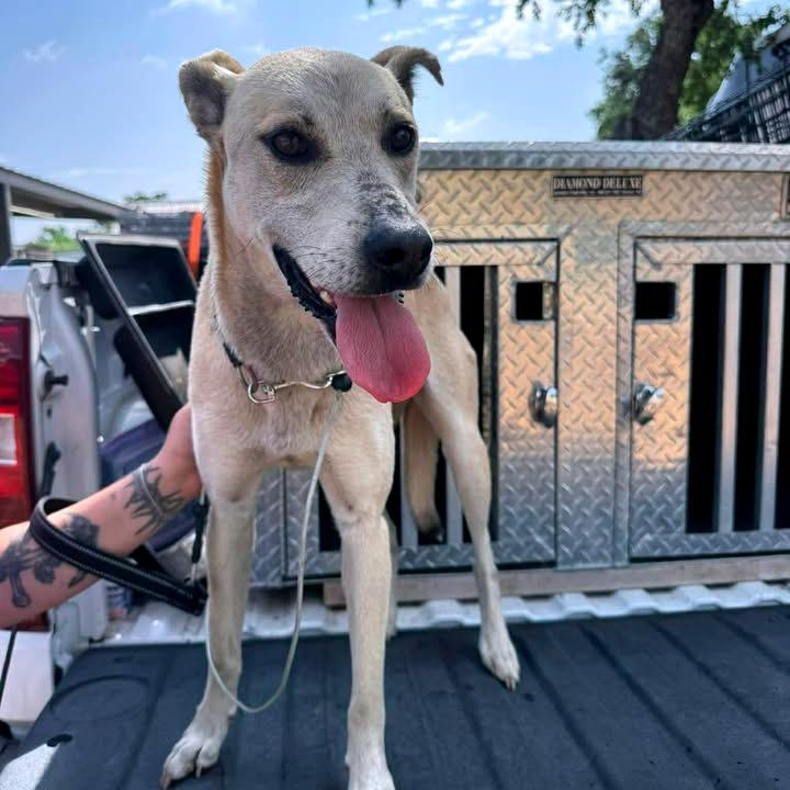 Tinker, a Adoptable mixed breed in Buchanan Dam, TX image 2/5