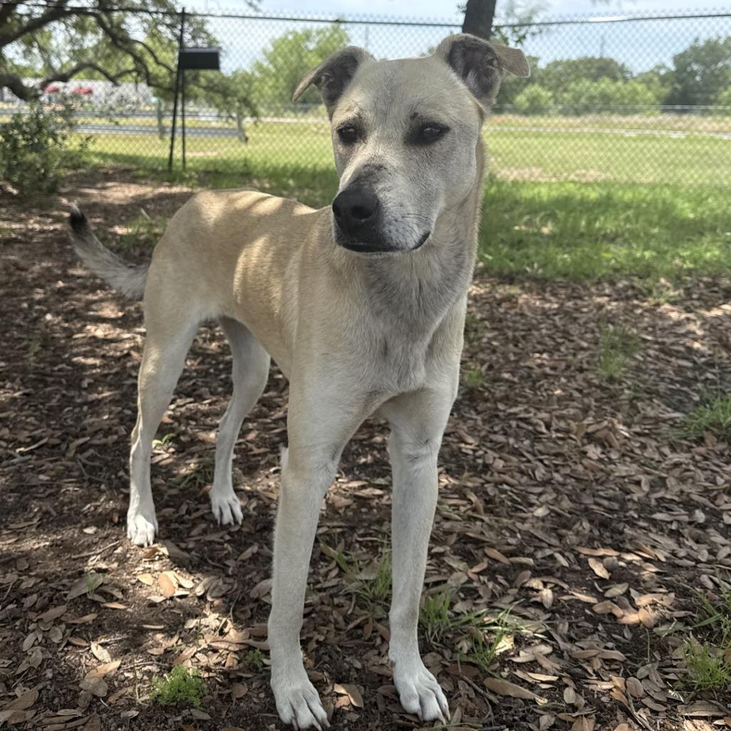 Tinker, a Adoptable mixed breed in Buchanan Dam, TX image 3/5