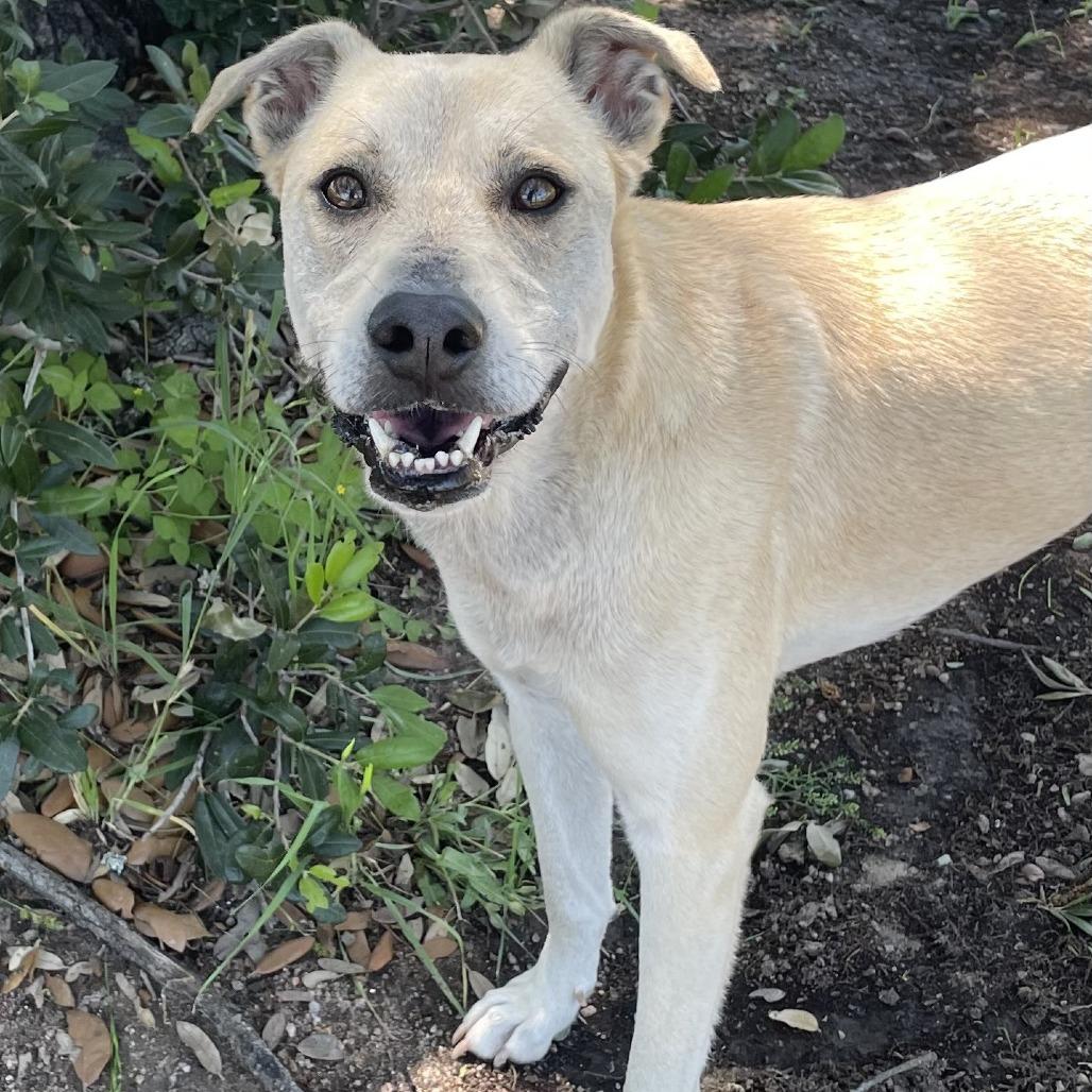 Tinker, a Adoptable mixed breed in Buchanan Dam, TX image 4/5