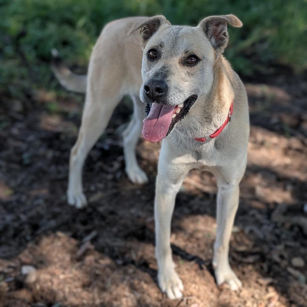 Tinker, a Adoptable mixed breed in Buchanan Dam, TX image 5/5