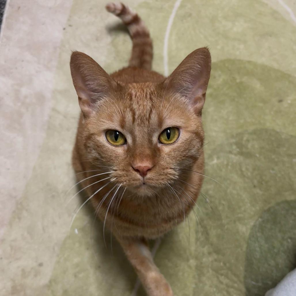 Enlarge Athena, a Adoptable Domestic Short Hair in Charlotte, NC image 1/3
