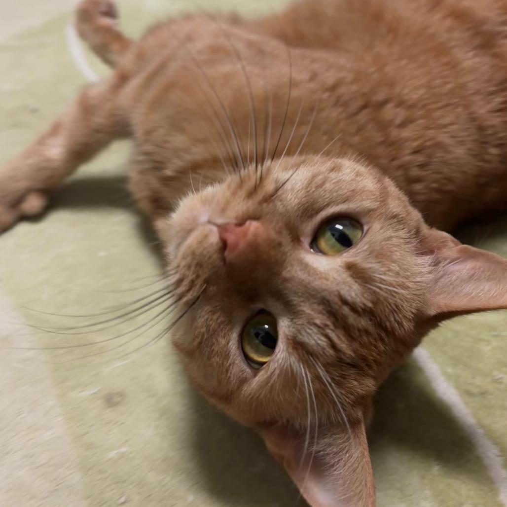 Enlarge Athena, a Adoptable Domestic Short Hair in Charlotte, NC image 2/3