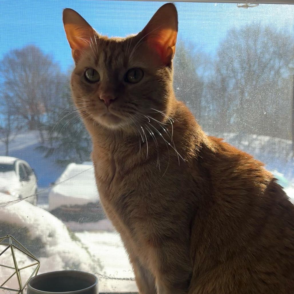 Enlarge Athena, a Adoptable Domestic Short Hair in Charlotte, NC image 3/3