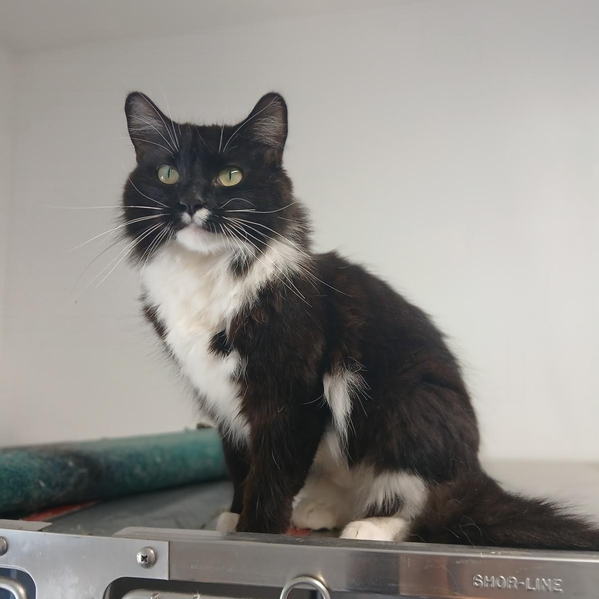 Enlarge Momma, an adopted Domestic Medium Hair in St Stephen, NB image 1/1