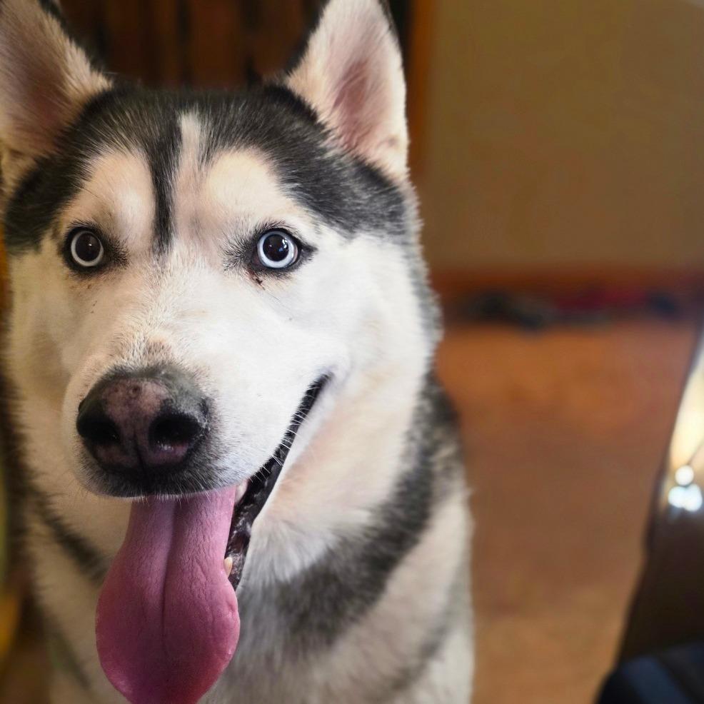 Osiris, Cyrus, Cy Guy, a Adoptable Husky in Glenfield, NY image 1/2