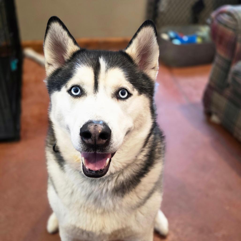 Osiris, Cyrus, Cy Guy, a Adoptable Husky in Glenfield, NY image 2/2