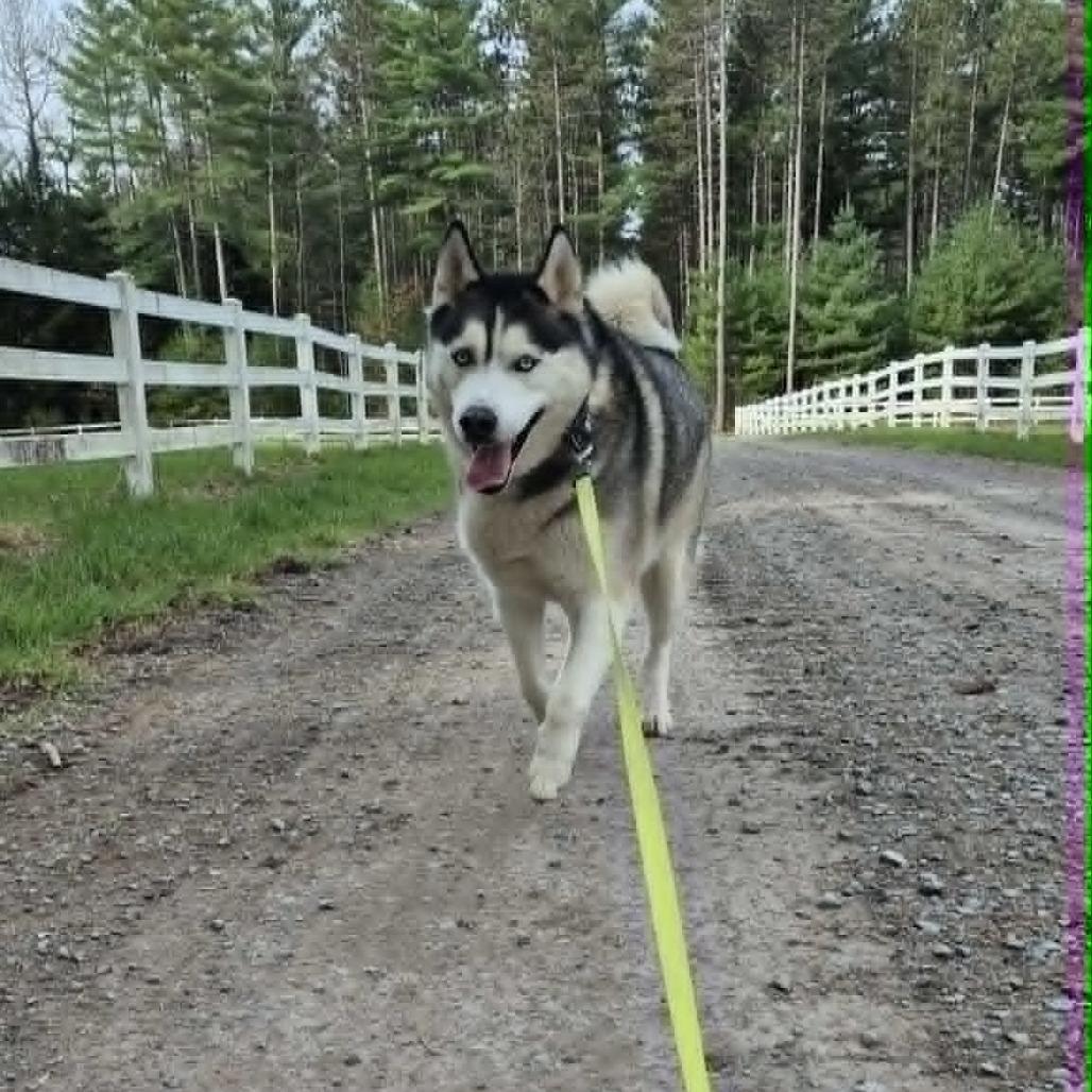 Osiris, Cyrus, Cy Guy, a Adoptable Husky in Glenfield, NY image 3/6