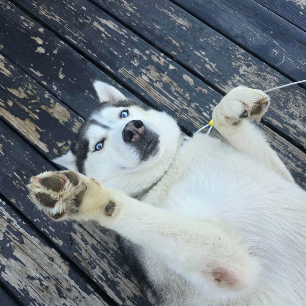 Osiris, Cyrus, Cy Guy, a Adoptable Husky in Glenfield, NY image 4/6