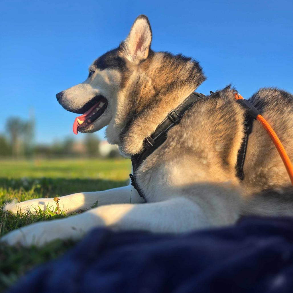 Osiris, Cyrus, Cy Guy, a Adoptable Husky in Glenfield, NY image 5/6