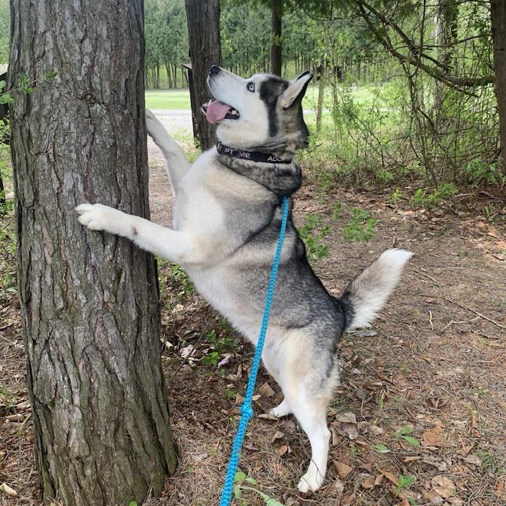 Osiris, Cyrus, Cy Guy, a Adoptable Husky in Glenfield, NY image 6/6