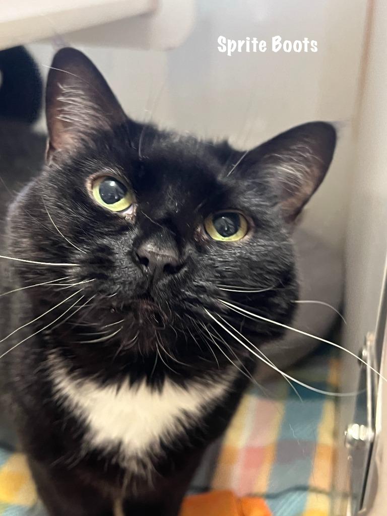 Sprite Boots, Adoptable, Senior Female Domestic Short Hair.
