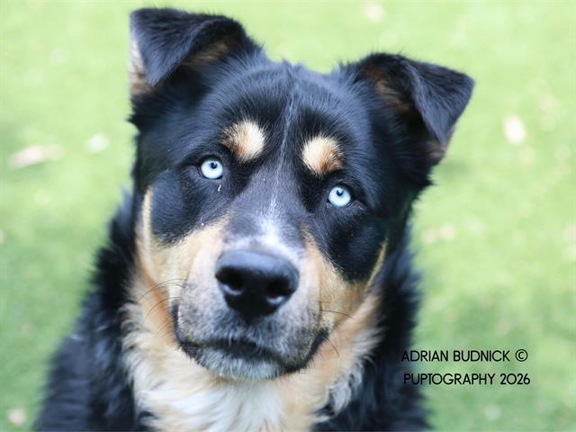 Linkin Bark, a ADOPTABLE mixed breed in Nashville, TN image 1/2