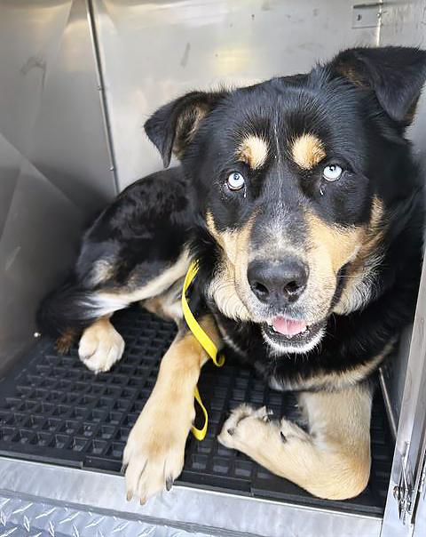 Linkin Bark, a ADOPTABLE mixed breed in Nashville, TN image 2/2