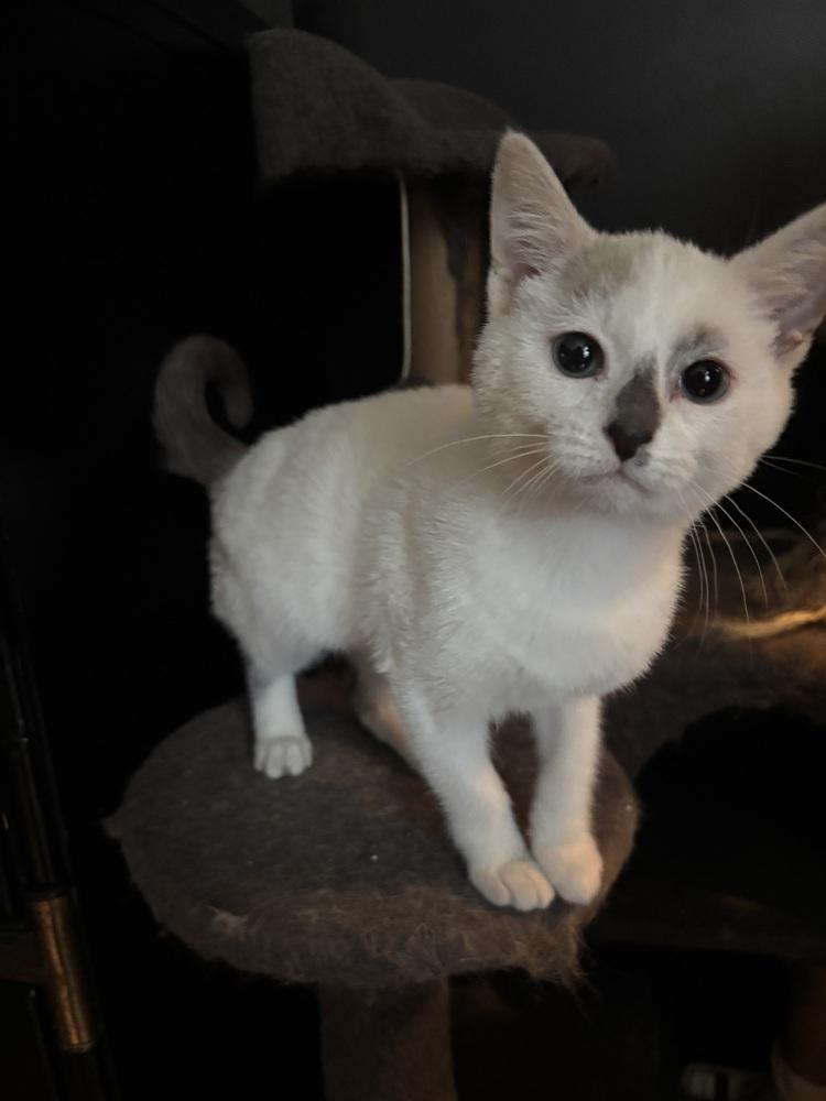 Opal (Polar), Adoptable, Kitten Female Siamese.