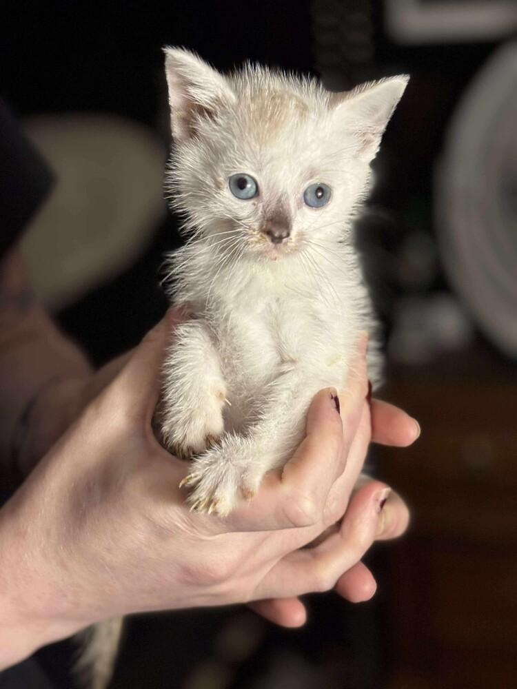 Enlarge Opal (Polar), a Adoptable mixed breed in Clarksville, TN image 2/4