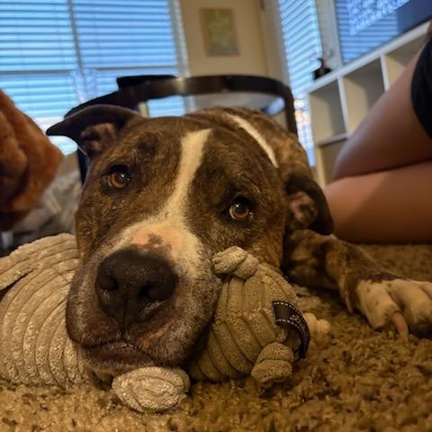 Louie, Adoptable, Senior Male Pit Bull Terrier.