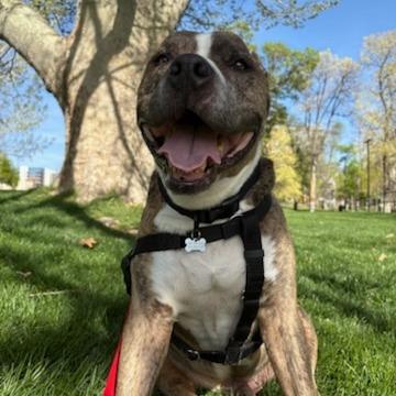 Enlarge Louie, a Adoptable Pit Bull Terrier in Murray, UT image 2/5