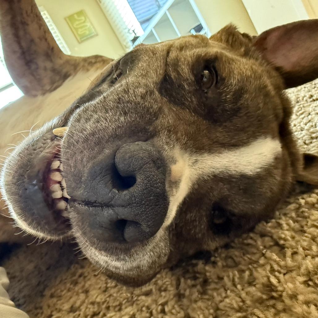 Enlarge Louie, a Adoptable Pit Bull Terrier in Murray, UT image 3/5
