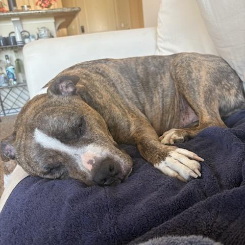 Enlarge Louie, a Adoptable Pit Bull Terrier in Murray, UT image 4/5