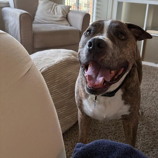 Enlarge Louie, a Adoptable Pit Bull Terrier in Murray, UT image 5/5